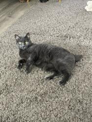 Lost Female Cat last seen 10th Street between northline and oak, Wyandotte, MI 48192