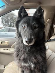 Reunited Female Dog last seen Juniata park, Philadelphia, PA 19124