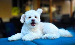 Lost Female Dog last seen Timescale drive Modesto CA, Modesto, CA 95355