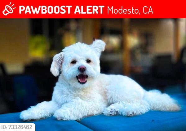 Lost Female Dog last seen Timescale drive Modesto CA, Modesto, CA 95355