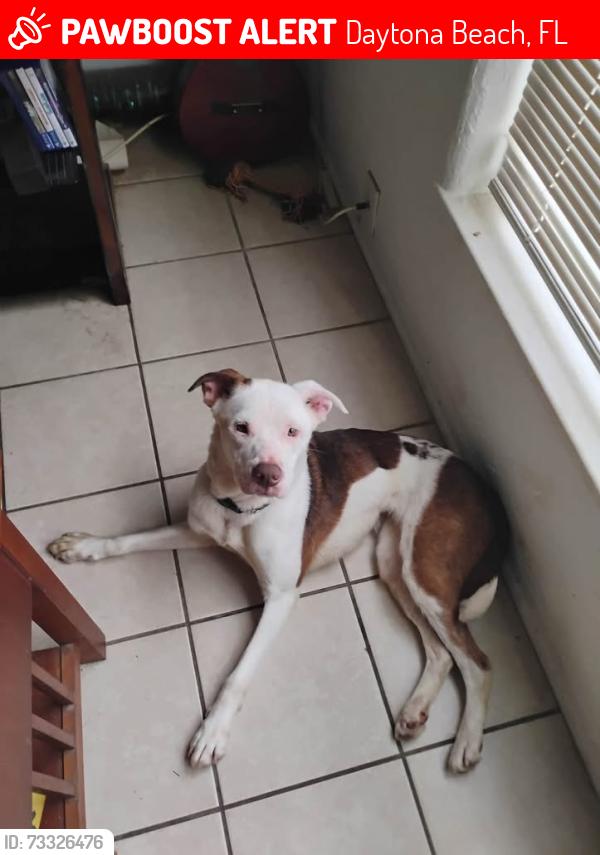 Lost Female Dog last seen Willam’s ave and halifax, Daytona Beach, FL 32118