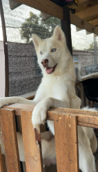 Lost Male Dog last seen por las trailas del 175 Prairie Creek, Dallas, TX 75217
