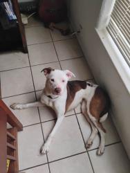 Lost Female Dog last seen Willam’s ave and halifax, Daytona Beach, FL 32118
