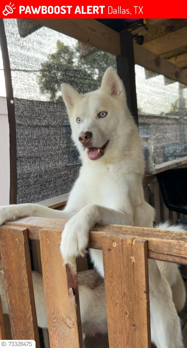 Lost Male Dog last seen por las trailas del 175 Prairie Creek, Dallas, TX 75217