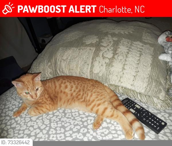 Lost Male Cat last seen Oakburn dr, Charlotte, NC 28269