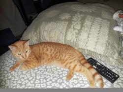 Lost Male Cat last seen Oakburn dr, Charlotte, NC 28269