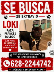 Reunited Male Dog last seen Lycett circle, Daly City, CA 94015