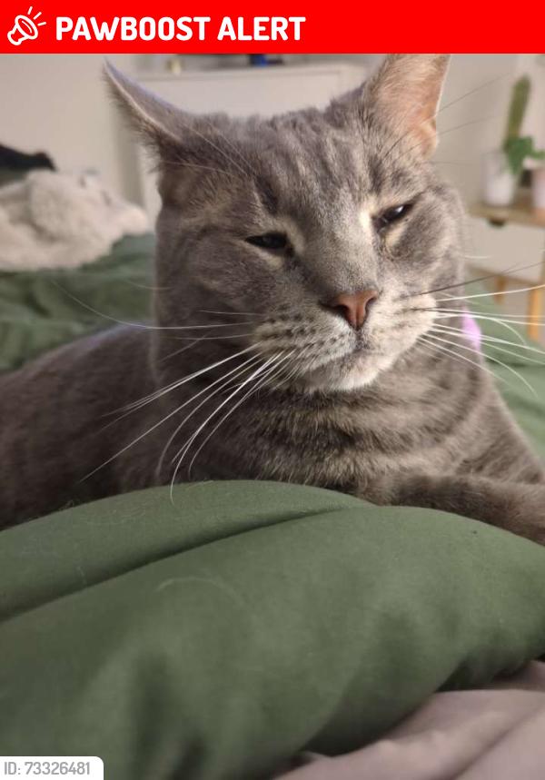 Lost Male Cat last seen Brambles West apmts, Hampden Township, PA 17050
