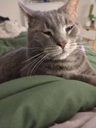 Lost Male Cat last seen Brambles West apmts, Hampden Township, PA 17050