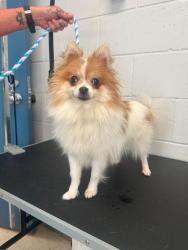 Found/Stray Female Dog last seen Jenks between Mendota and Arcade, Saint Paul, MN 55106