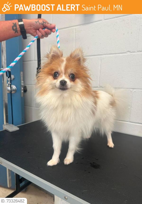 Found/Stray Female Dog last seen Jenks between Mendota and Arcade, Saint Paul, MN 55106