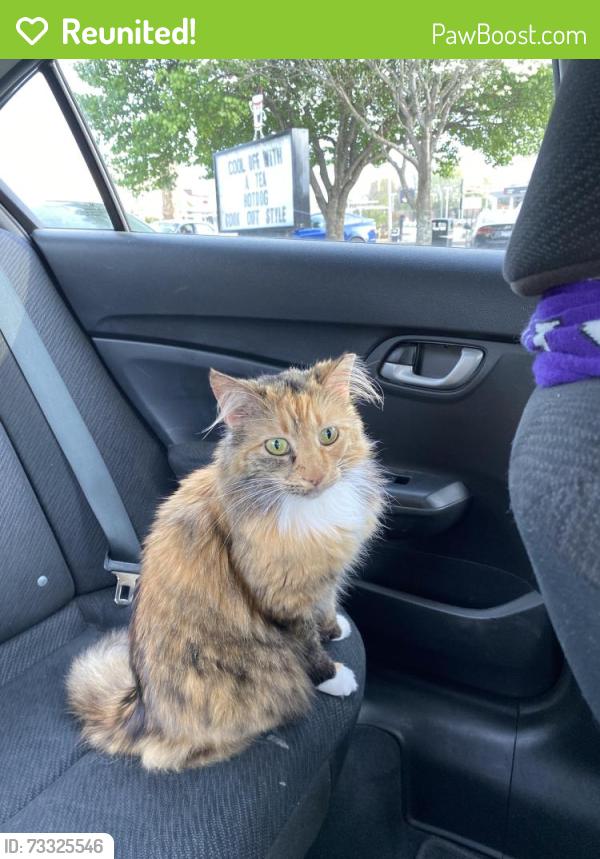 Reunited Female Cat last seen Laurel Bluff Circle, High Point, NC 27265