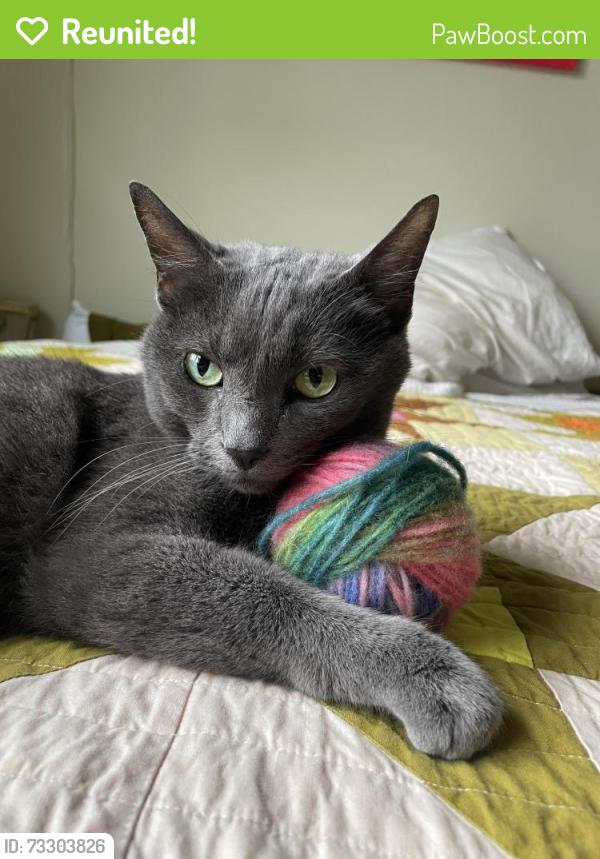 Reunited Female Cat last seen indiana ave and 13th Street, Bloomington, IN 47408