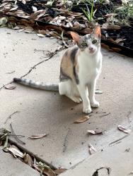 Found/Stray Female Cat last seen Breeden, San Antonio, TX 78212