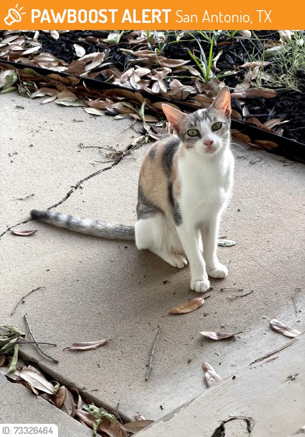 Found/Stray Female Cat last seen Breeden, San Antonio, TX 78212