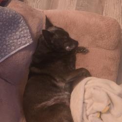 Lost Female Dog last seen Near block of Forrest ridge dr bedford tx, Bedford, TX 76022