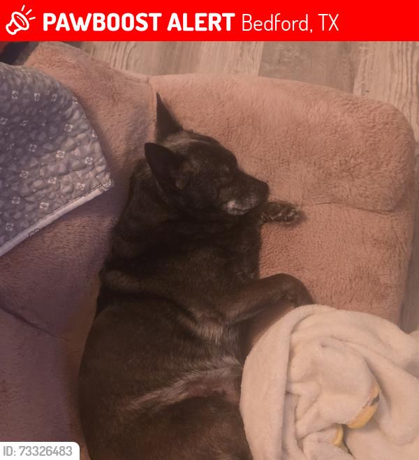 Lost Female Dog last seen Near block of Forrest ridge dr bedford tx, Bedford, TX 76022