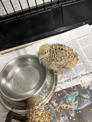Found/Stray Unknown Bird last seen port saint lucie, Port St. Lucie, FL 34986