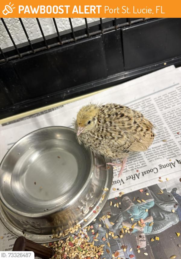 Found/Stray Unknown Bird last seen port saint lucie, Port St. Lucie, FL 34986