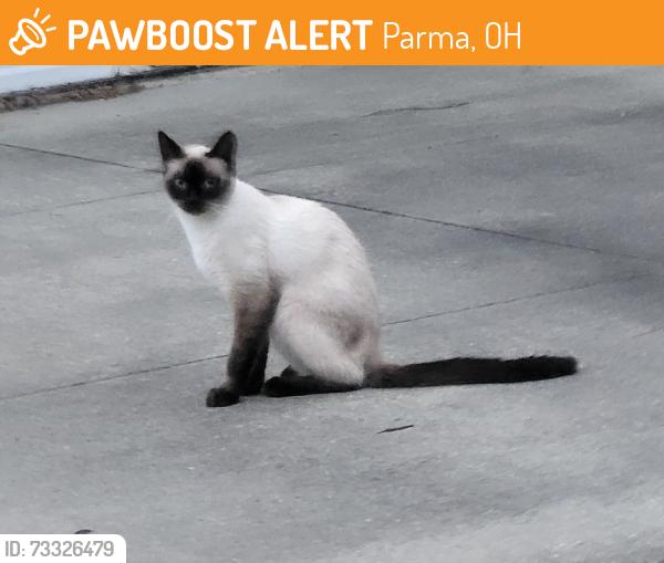 Found/Stray Unknown Cat last seen Malvern Dr and Dartmouth Dr., Parma, OH 44129