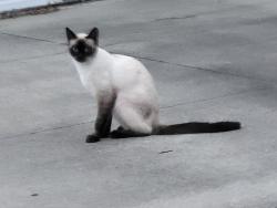 Found/Stray Unknown Cat last seen Malvern Dr and Dartmouth Dr., Parma, OH 44129