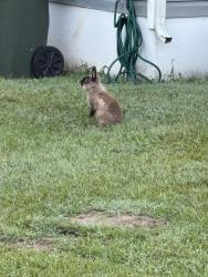 Found/Stray Unknown Rabbit last seen Jimmy Carter Way off Rose Lane, Raleigh, NC 27610