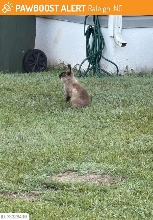Found/Stray Unknown Rabbit last seen Jimmy Carter Way off Rose Lane, Raleigh, NC 27610
