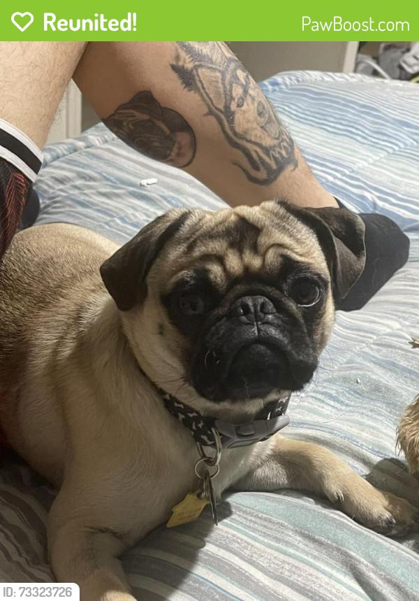 Reunited Male Dog last seen Guadalupe Drive and chug hole, Peralta, NM 87042