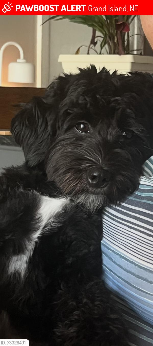 Lost Male Dog last seen St Paul Rd, Grand Island, NE 68801