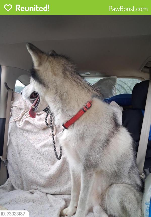 Reunited Male Dog last seen Horizon ln, Augusta, WV 26704