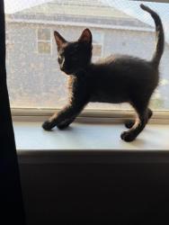 Shelter Stray Male Cat last seen Bexar County, 3353 Morningside Dr, New Braunfels, TX 78132, USA