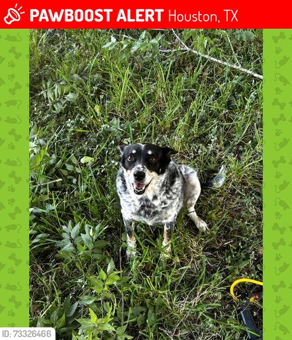 Lost Female Dog last seen Monroe rd. near hobby airport & Scranton st near warehouses, Houston, TX 77061