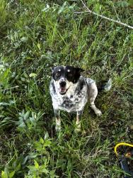 Lost Female Dog last seen Monroe rd. near hobby airport & Scranton st near warehouses, Houston, TX 77061