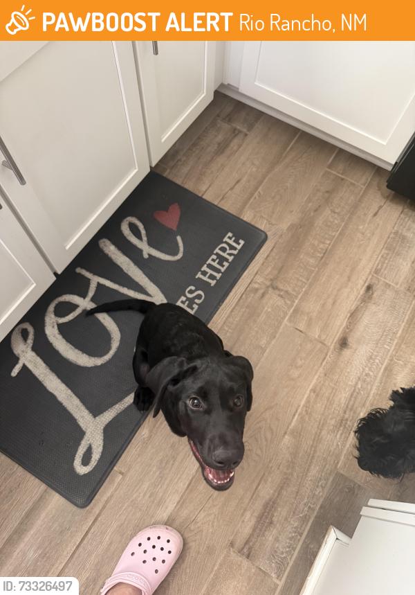 Found/Stray Male Dog last seen Quinn and Kacie, Rio Rancho, NM 87144