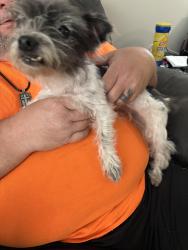 Found/Stray Female Dog last seen Amherst Rd between Rockingham and Trussell, Concord, NC 28025