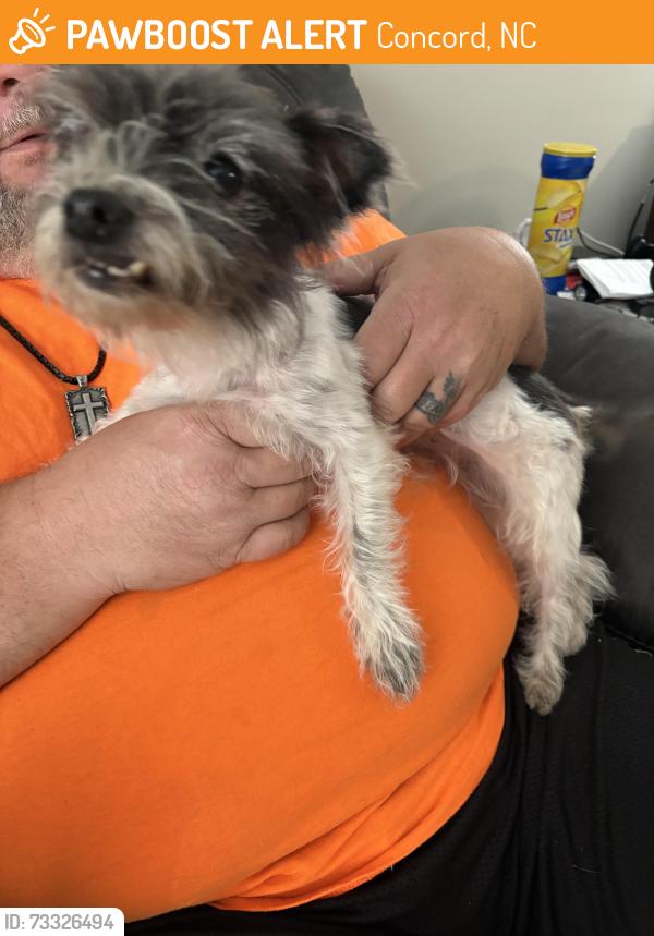 Found/Stray Female Dog last seen Amherst Rd between Rockingham and Trussell, Concord, NC 28025