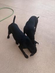 Found/Stray Male Dog last seen Hardin Store Rd and Dobbin Huffsmith, Magnolia, TX 77354