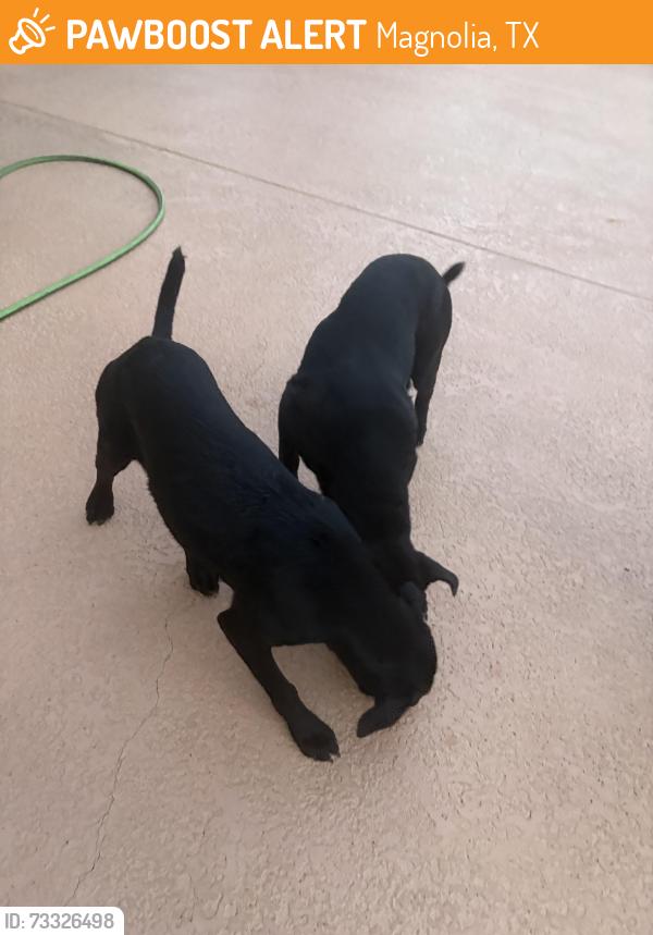 Found/Stray Male Dog last seen Hardin Store Rd and Dobbin Huffsmith, Magnolia, TX 77354