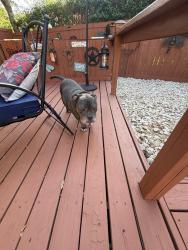 Found/Stray Male Dog last seen Hanover and Mountainview, Waco, TX 76710