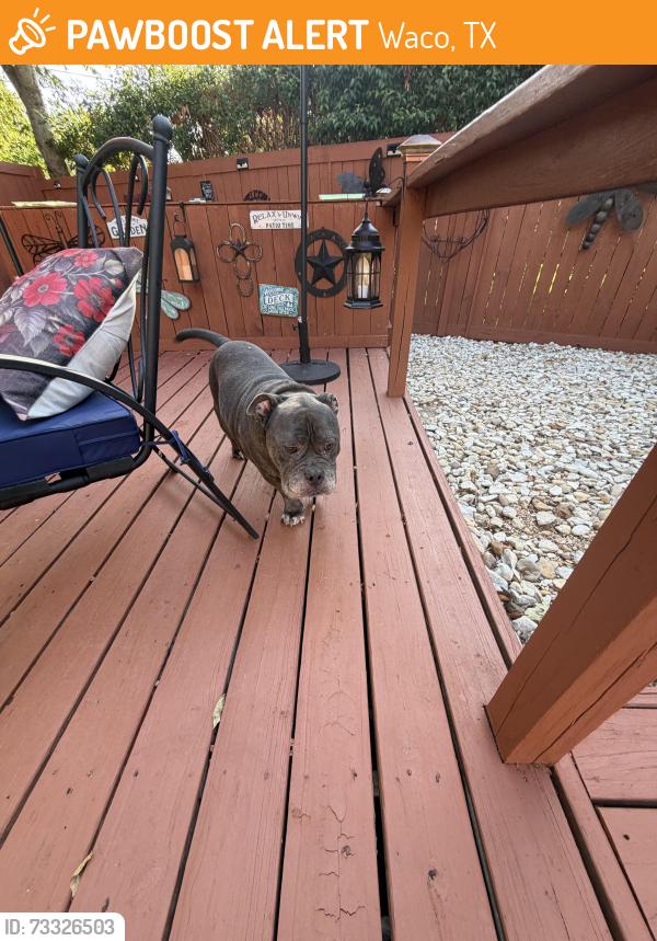 Found/Stray Male Dog last seen Hanover and Mountainview, Waco, TX 76710
