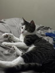 Lost Female Cat last seen John Baptist memorial high school, Bangor, ME 04401
