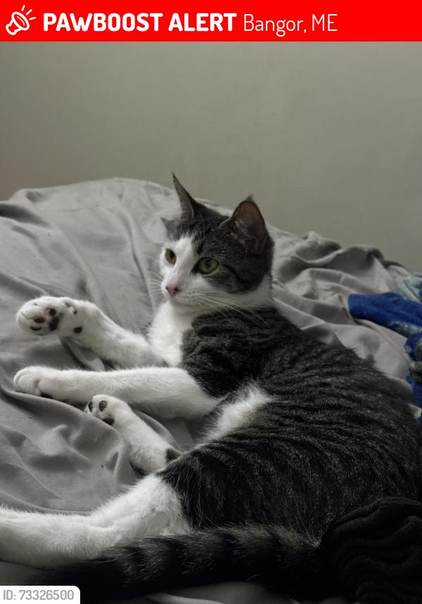 Lost Female Cat last seen John Baptist memorial high school, Bangor, ME 04401