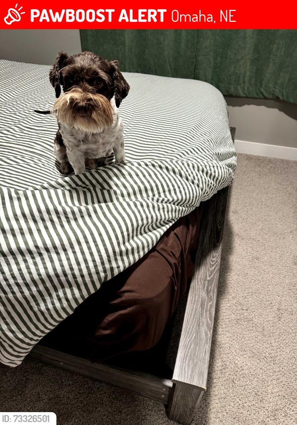 Lost Male Dog last seen 109th and crown point, Omaha, NE 68164