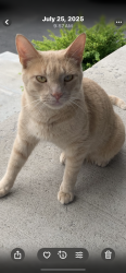 Lost Male Cat last seen Veterans way and Broadway, Orangeville, ON 