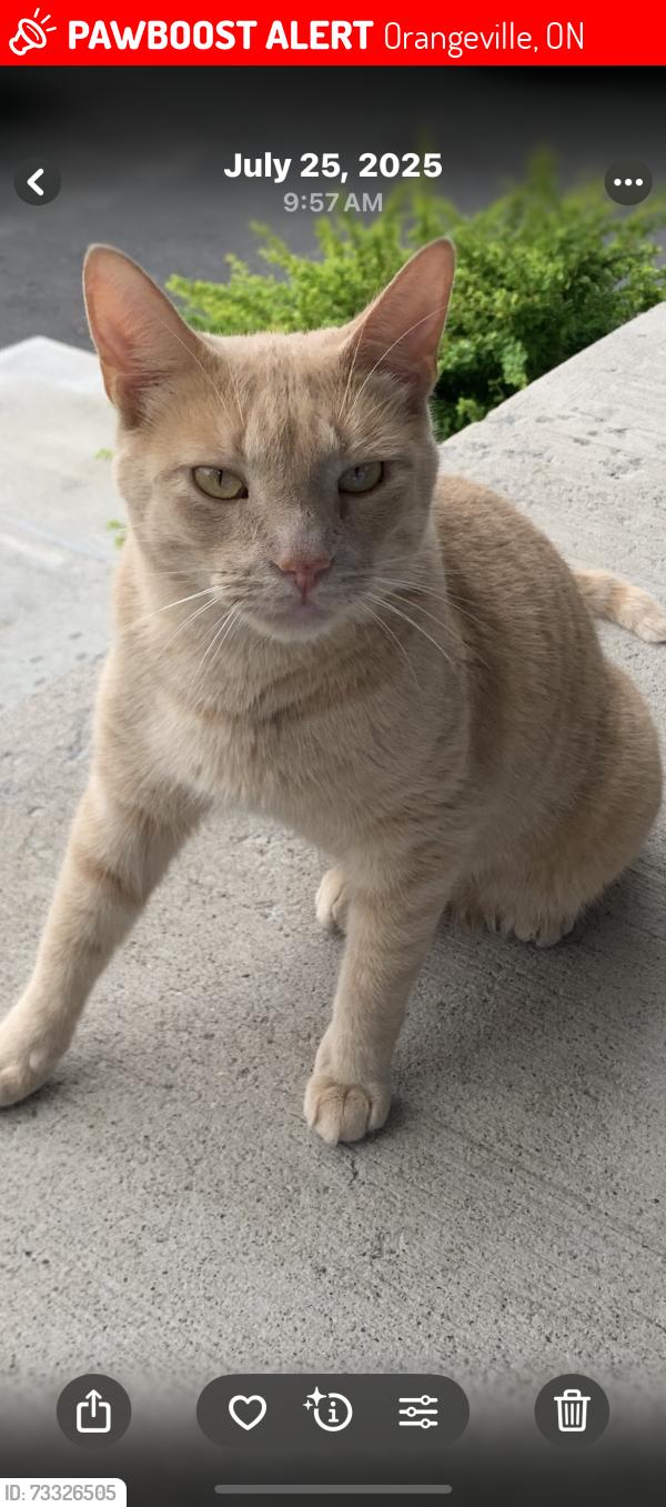 Lost Male Cat last seen Veterans way and Broadway, Orangeville, ON 