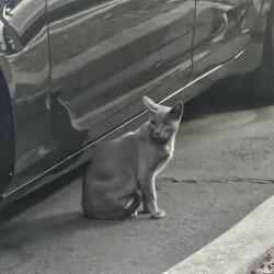 Found/Stray Unknown Cat last seen 6th and Empire, San Jose, CA 95112