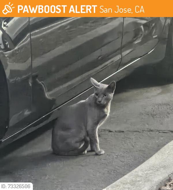 Found/Stray Unknown Cat last seen 6th and Empire, San Jose, CA 95112