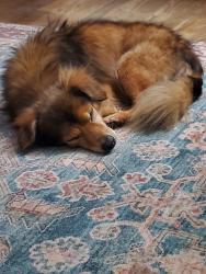 Reunited Male Dog last seen Fir Street & Holloway, Alvin, TX 77511
