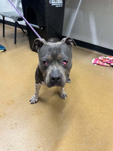 Shelter Stray Female Dog last seen WENTZVILLE, 4850 Mid Rivers Mall Dr, St Peters, MO 63376, USA