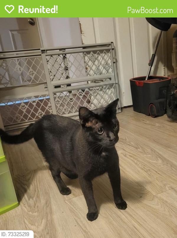 Reunited Female Cat last seen Bar Bit and Doubletree, Spring Valley, CA 91978